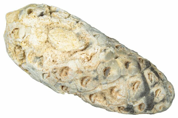 Fossil Cycadophyte Seed Cone - Boujdour, Morocco #325292